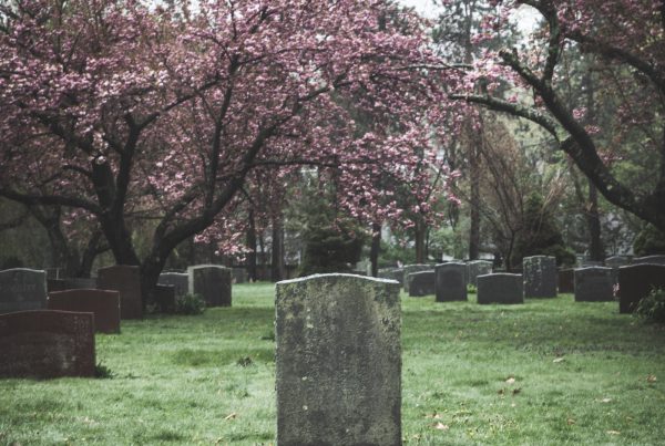 Mossy granite headstone beneath cherry tree in graveyard with surrounding tombs.