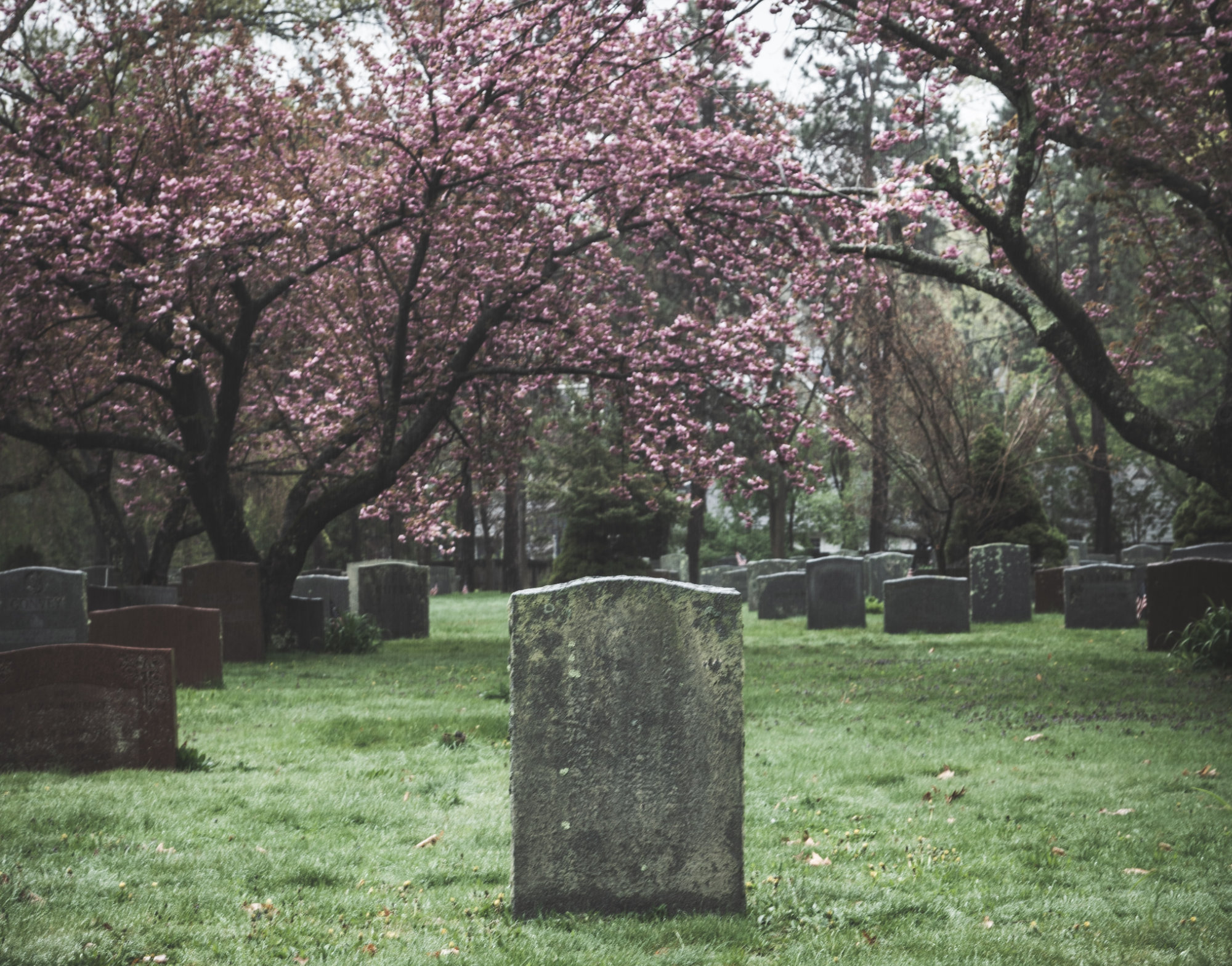 Mossy granite headstone beneath cherry tree in graveyard with surrounding tombs.